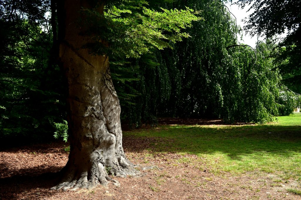 tuer un arbre avec de la javelle